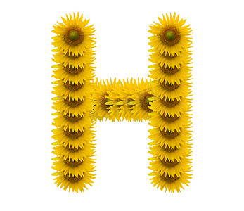 字母 H，孤立在白色背景上的向日葵