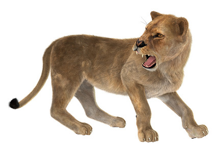 愤怒的母狮