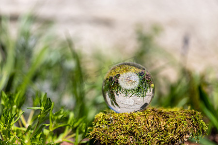苔藓覆盖的石头上蒲公英花的水晶球