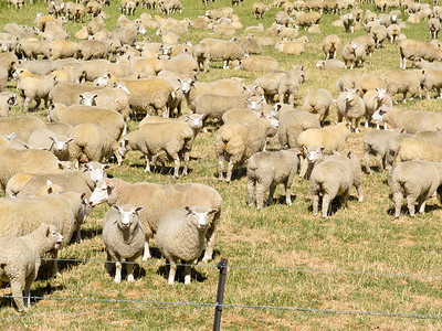 成群的牛羊摄影照片_成群的羊毛羊在田野里靠得很近