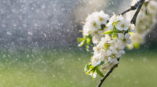 春雨文集摄影照片_花园里的春雨