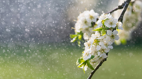 花园里的春雨