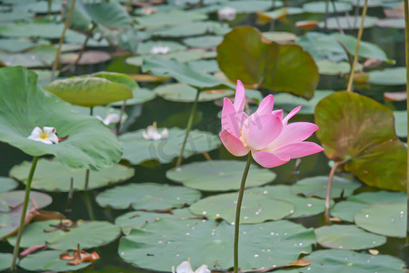 开花在池塘的桃红色莲花或睡莲花