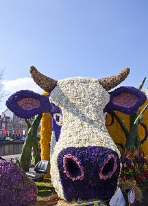 “荷兰哈勒姆 — 2013 年 4 月 21 日：2013 年 4 月 21 日在荷兰哈勒姆举行的花车游行中，荷兰母牛鲜花盛开。一年一度的花车游行是一项独特的活动，有 100 万名游客。”