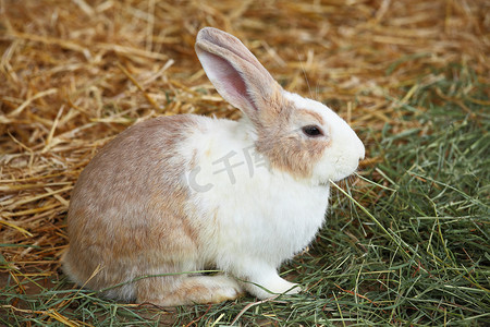 兔子耳朵摄影照片_兔子