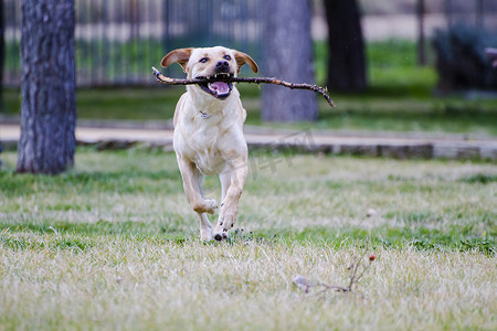 一只棕色拉布拉多犬在草丛中嘴里叼着一根棍子奔跑
