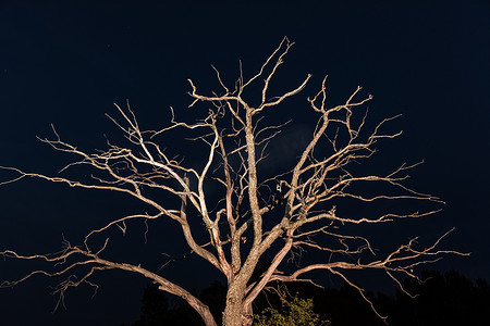 晚上干枯的树