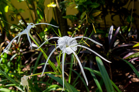 美丽的蜘蛛百合，Hymenocallis littoralis