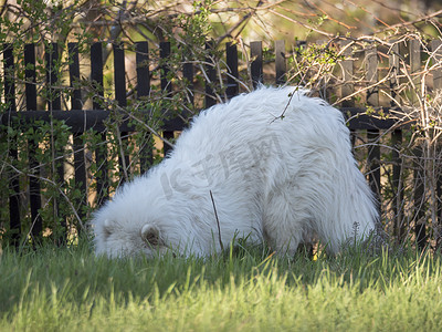 年轻的萨摩耶犬穿着白色蓬松的外套，在绿草花园里挖掘和嗅探。