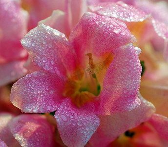 粉花摄影照片_粉湿金鱼草龙花