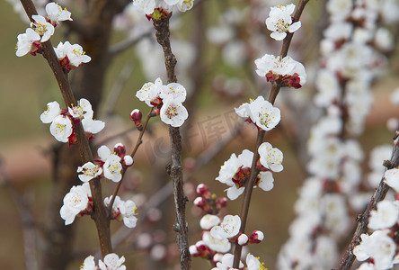 樱桃花