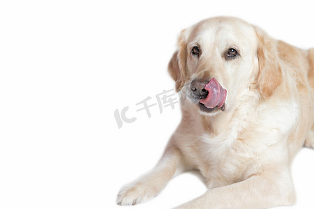 金毛狗用舌头舔他的声音