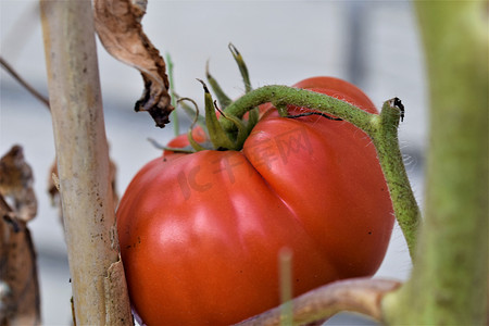干茎上红熟番茄的特写