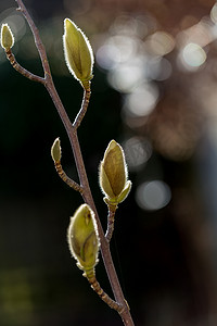 生长在晚冬阳光下的木兰芽