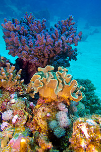 热带海底有大硬珊瑚和软珊瑚的珊瑚礁