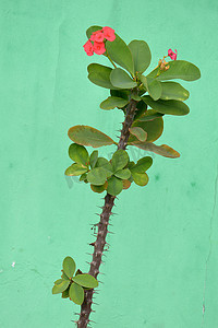 小冠花摄影照片_荆棘冠花 Euphorbia milli Desmoul