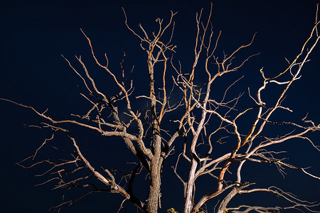晚上干枯的树