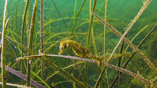 海草 Zostera 丛中的短吻海马 (Hippocampus hippocampus)。