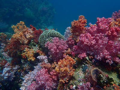 海水下的海洋生物，水下风景摄影