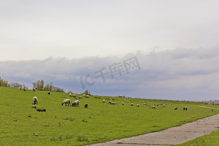 德国 Wasermarsch，Jade，Sehestedt 的绵羊和牧场景观。