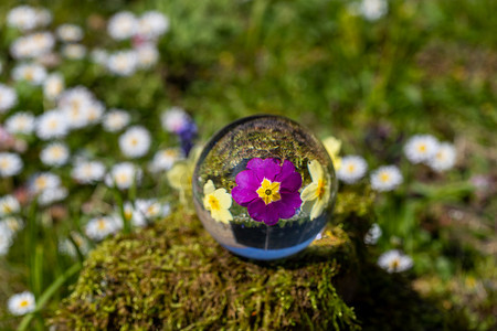 仿真水晶球摄影照片_苔藓覆盖的石头上紫色和黄色报春花的水晶球