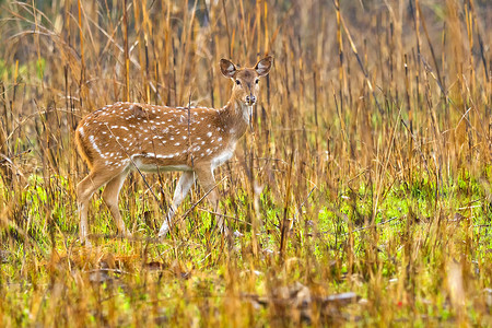 梅花鹿，皇家巴迪亚国家公园，尼泊尔