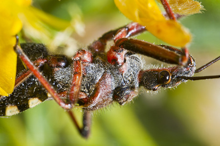 刺客臭虫 (Rhynocorus cusidatum)