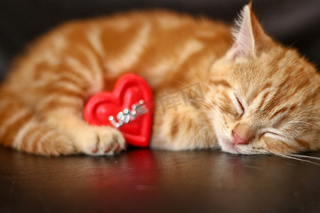 天猫ip摄影照片_睡着的红色毛茸茸的猫抱着柔软的毛绒心形玩具