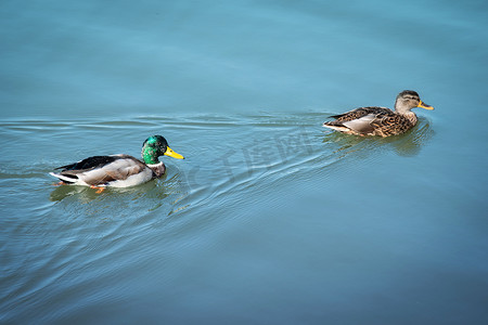 鸭子游泳摄影照片_鸭子游泳。