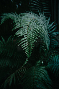 深绿色调的森林中央超级有质感和超长的蕨类植物