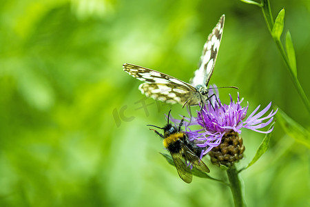 花纹蝴蝶摄影照片_蓟上的大理石纹白蝴蝶