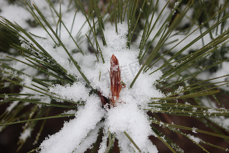 冬季降雪期间植物叶子上的雪