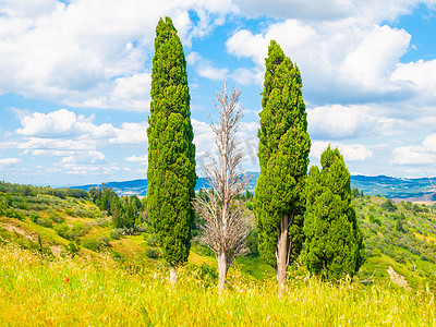 意大利托斯卡纳夏季景观中的柏树群
