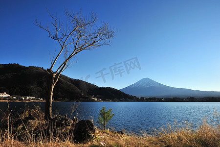 富士摄影照片_树和富士