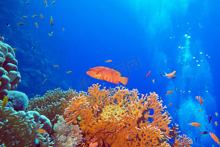 红色珊瑚摄影照片_热带海底珊瑚礁与红色异国情调的鱼 cephalopholis