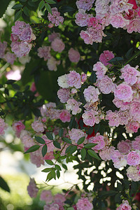 花园里美丽的玫瑰