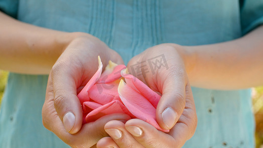 女性手中的粉色玫瑰花瓣