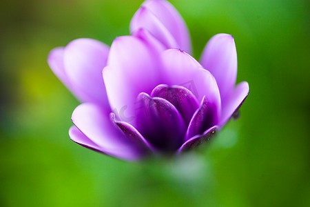 osteospermum 的紫色花