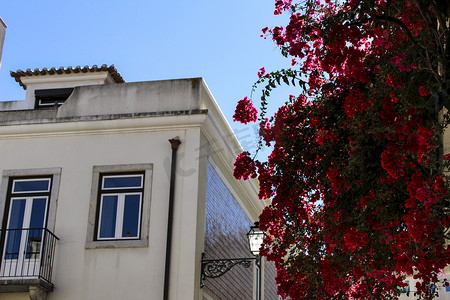 大胡同摄影照片_里斯本的阳台上挂着大朵五颜六色的鲜花
