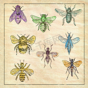 古董纸上的复古蜜蜂和苍蝇系列