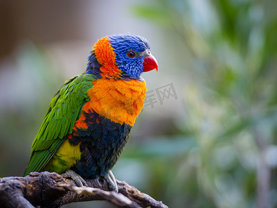 漂亮的彩虹摄影照片_明亮的彩虹澳洲鹦鹉鹦鹉