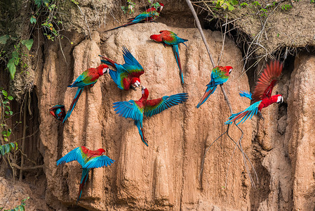 金刚鹦鹉在马德雷迪的秘鲁亚马逊丛林中舔粘土