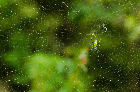 蜘蛛，Nephila clavata