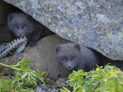 两只年轻顽皮的北极狐幼狐（Alopex lagopus beringensis）好奇地从石头下的巢穴里看，绿草植物前景，夏天在冰岛西峡湾霍恩斯特兰迪尔的自然保护区，有选择的焦点