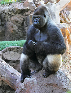 雄性银背西部低地大猩猩 (Gorilla Gorilla)
