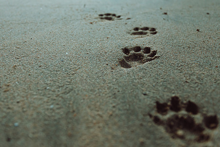 狗脚印摄影照片_沙滩上的狗脚印，有复制空间