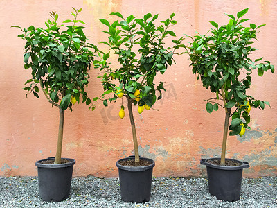 盆栽摄影照片_果实成熟的柠檬树