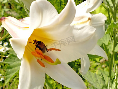 与花、中世纪标志和药用植物的帝王百合