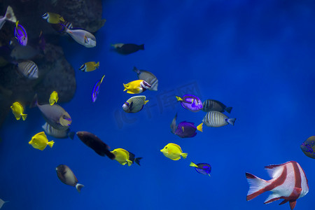 珊瑚礁和珊瑚背景下的多色热带鱼。