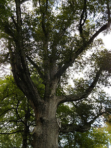 天空和树枝摄影照片_树和树枝伸向天空